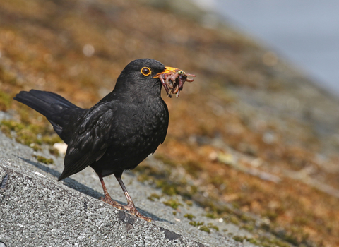 Blackbird standing on a shed roof with a beakful of worms by Wendy Carter