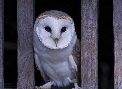 Barn owl sitting between two pieces of wood in a barn door by Brian Eacock