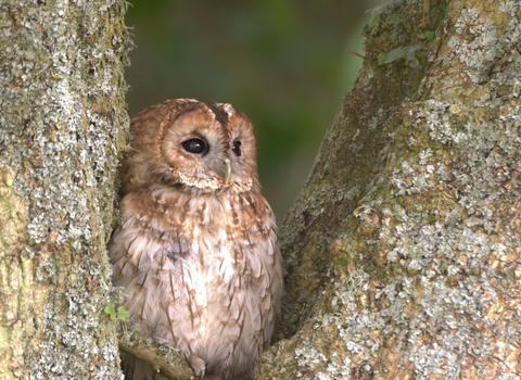 Tawny owl sitting in the fork of two tree branches by Jason Curtis