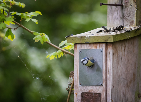 Blue tit about to fly out of a nest box by Theresa Salmon Dillworth