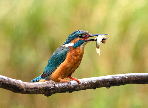 Kingfisher with a fish in its bill, it's raining by Rebekah Nash