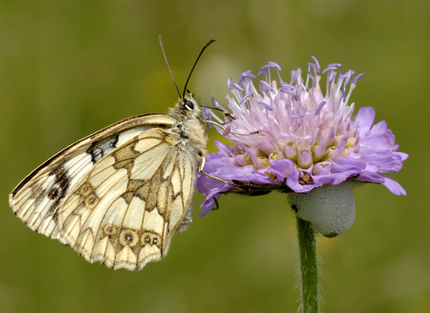 Marbled white butterfly (cream/white and grey checked/marbled pattern) feeding on lilac scabious flower by Barry Green