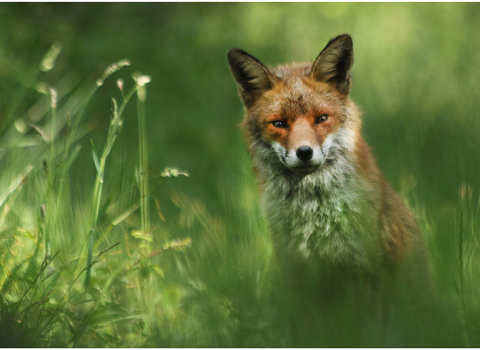 Red fox sitting in grass and looking at the camera by Dave Hull