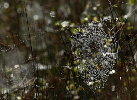 Garden cross spider in web by Wendy Carter