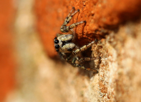 Zebra spider looking at the camera by Wendy Carter