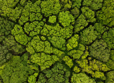 Tree canopy from above by Nathan Millar
