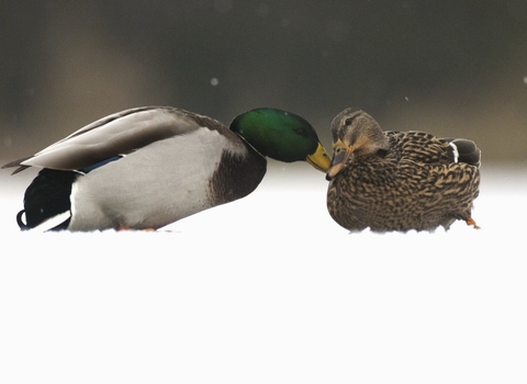Mallard adult female shares a tender moment with a male on a frozen lake