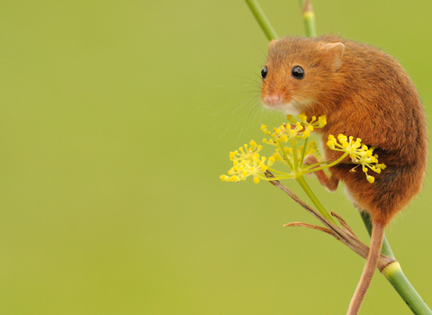 Harvest mouse looking over its shoulder at the camera by Amy Lewis