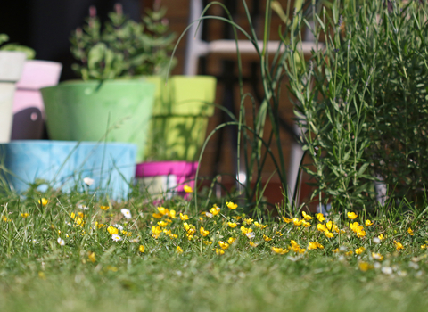 Lawn with buttercups and daisies growing and flower pots in the background by Wendy Carter