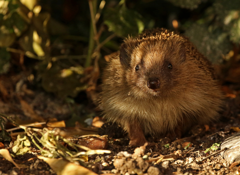 Hedgehog in undergrowth in evening light by Wendy Carter