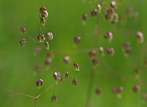Pink flowerheads of quaking grass against a green background.