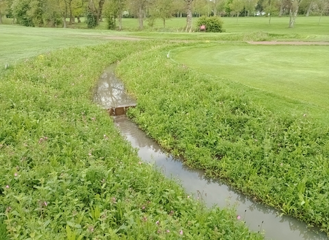 A ditch running through a golf course, enhanced with vegetation and wildflowers