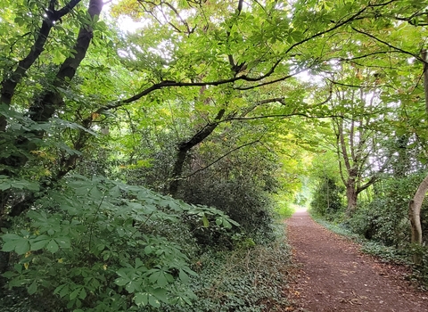 A woodland with a path to the right