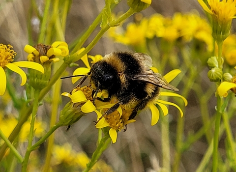 A bumblebee perched on a yellow ragwort flower
