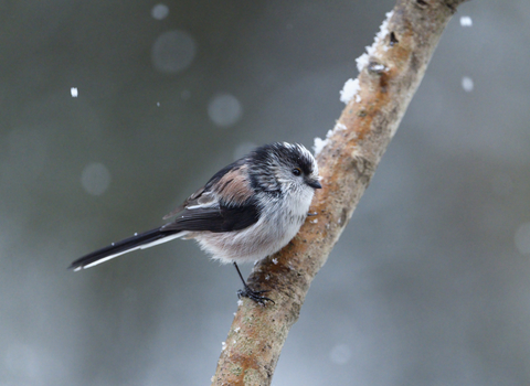 A long-tailed tit perched on a snowy branch