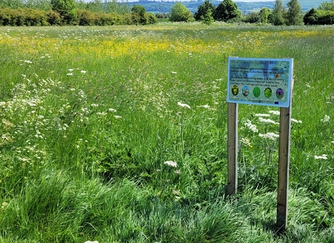 The meadow at The Leys in June. There is a sign to the right.