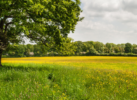 A mature tree on the left of the image with Green Farm (full of yellow buttercups) stretching off to the woodland of Monkwood in the distance by Paul Lane