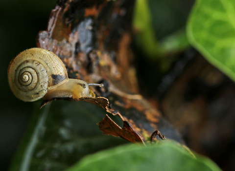 Snail with a creamy-coloured shell moving across a dead leaf by Wendy Carter