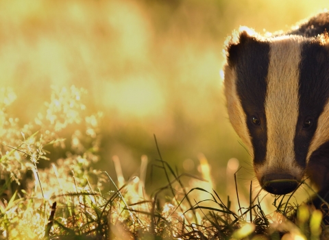 Badger by Andrew Parkinson/2020VISION