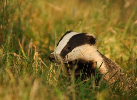 A young adult badger in evening light by Andrew Parkinson/2020VISION