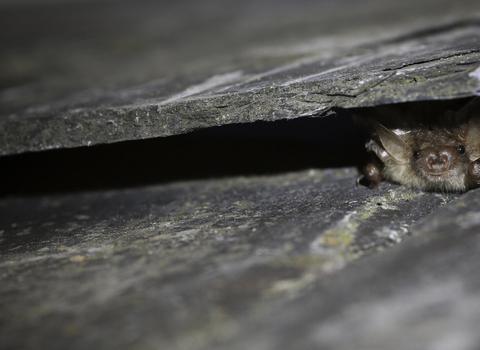 Brown long-eared bat peeking out from between two roof tiles by Tom Marshall