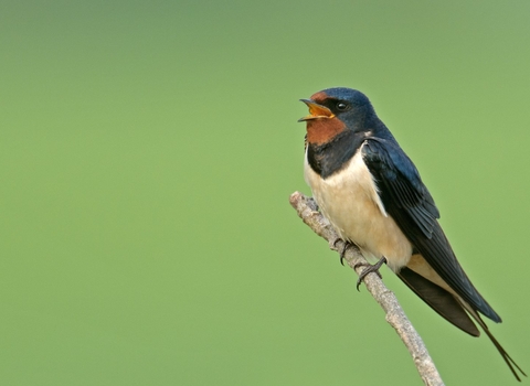 Swallow singing by Chris Gomersall/2020VISION