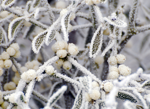 Mistletoe covered in frost by Zsuzsanna Bird