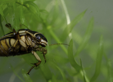 Great diving beetle by Jack Perks