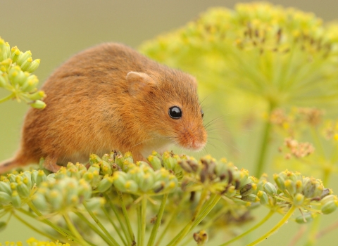 Harvest mouse by Amy Lewis