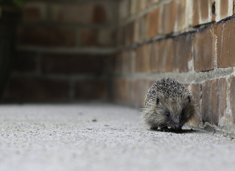 Hedgehog, a spiny mammal, walking alongside a brick wall by Tom Marshall