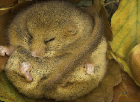 Sleeping dormouse on a bed of autumn leaves by Danny Green