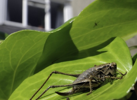 Dark bush cricket sitting on an ivy leaf by Nick Upton/2020VISION