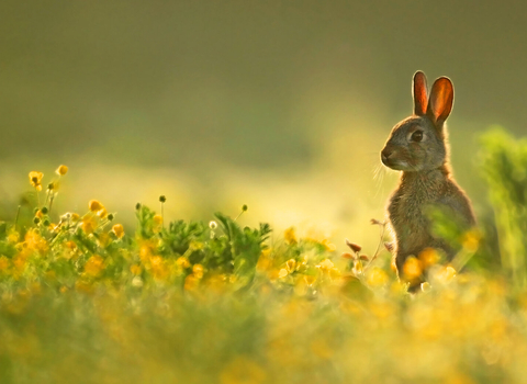 Rabbit sitting up in a field of buttercups by Jon Hawkins/Surrey Hills Photography