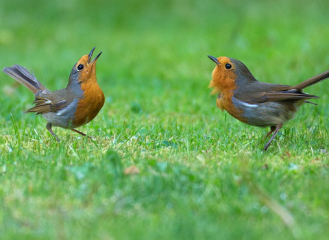 Two robins displaying - heads back, throats puffed - by Jon Hawkins/Surrey Hills Photography