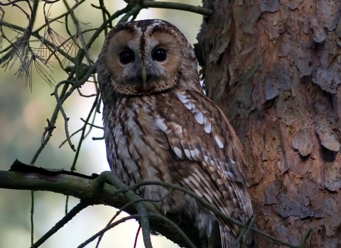 Tawny owl by Damian Waters Drumimages.co.uk 