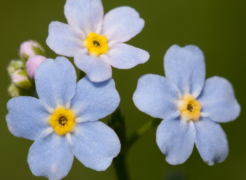 Three forget-me-not flowers that have five blue petals with a yellow middle by Vaughn Matthews