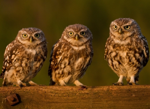 Little owls by Russell Savory