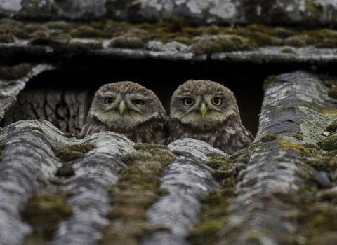 Little owls peering out of a roof by Russell Savory