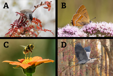 4 photos for people to vote on - a blackcap reaching for berries, a brown hairstreak nestled in a pink flower, a bee taking off from a flower and a heron in flight