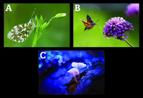 3 photos to vote on - A: orange-tip butterfly on stitchwort / B: hummingbird hawk-moth feeding on verbena / mycena fungi lit by UV light
