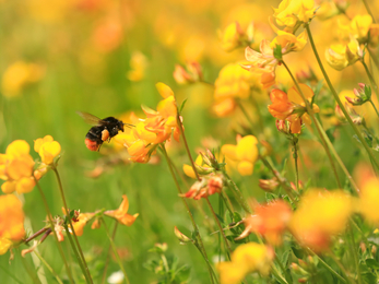 Red-tailed bumblebee