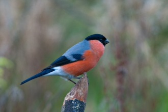 Bullfinch