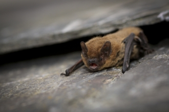 Common pipistrelle