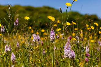 Common spotted orchids at The Knapp and Papermill by Paul Lane