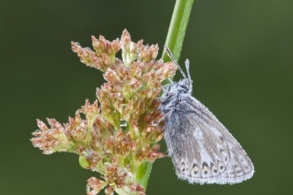 Common Blue butterfly on Soft Rush