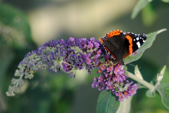 Red Admiral on Buddleia