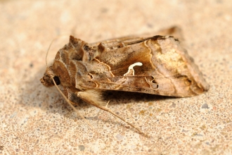 Silver Y moth