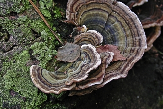 Turkeytail