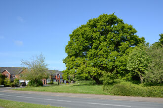 Houses with mature trees in Worcester (c) Steve Bloomfield