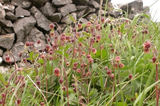 Water Avens